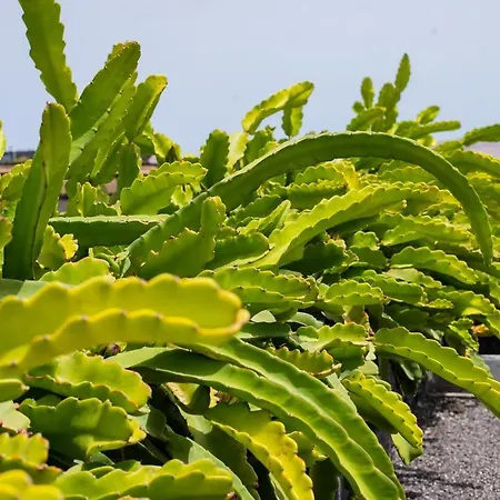 Eslanzarote Eco Dome Experience * Тегисе