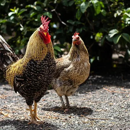 Eslanzarote Eco Dome Experience ホリデーパーク