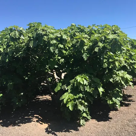 ホリデーパーク Eslanzarote Eco Dome Experience テギセ