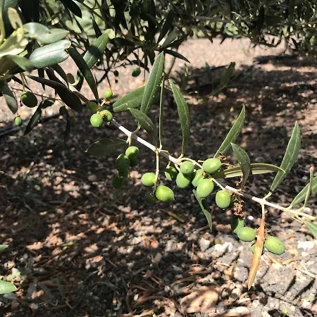 ホリデーパーク Eslanzarote Eco Dome Experience テギセ