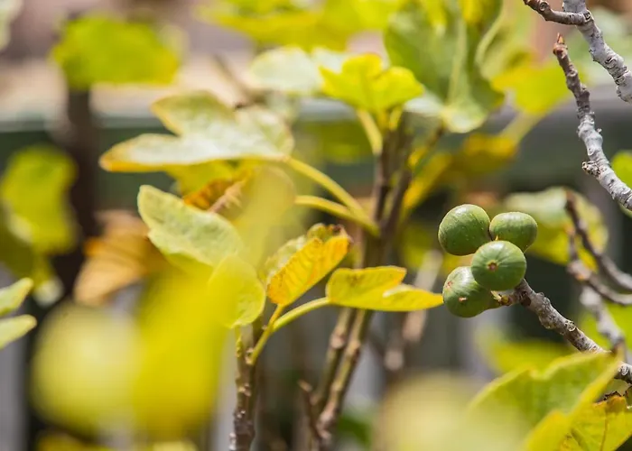 База отдыха Eslanzarote Eco Dome Experience