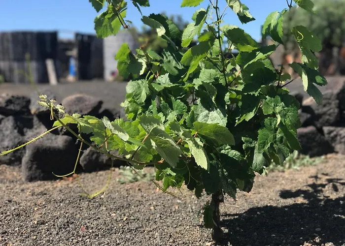 Eslanzarote Eco Dome Experience Teguise (Lanzarote)