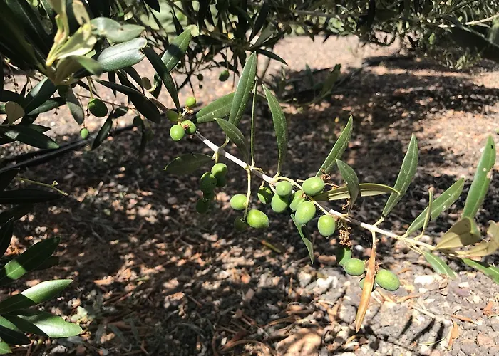 База отдыха Eslanzarote Eco Dome Experience Тегисе