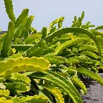 Eslanzarote Eco Dome Experience * Teguise (Lanzarote)