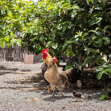 Eslanzarote Eco Dome Experience Holiday park *