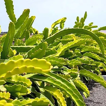 Eslanzarote Eco Dome Experience Semesterpark Teguise (Lanzarote)