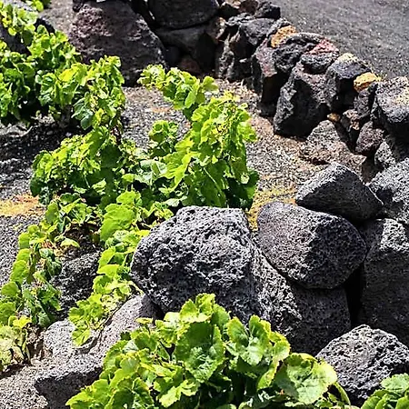 Semesterpark Eslanzarote Eco Dome Experience *