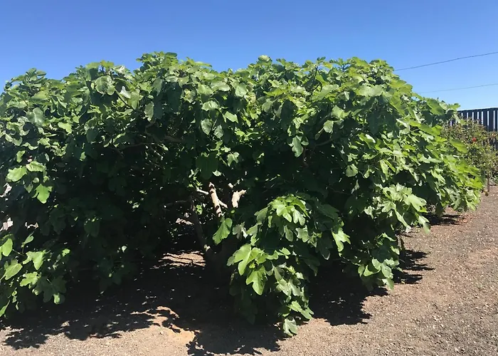 Holiday park Eslanzarote Eco Dome Experience Teguise (Lanzarote)